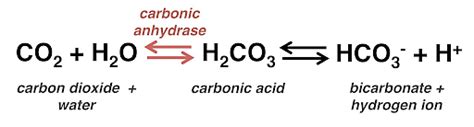 carbonic anhydrase reaction equation
